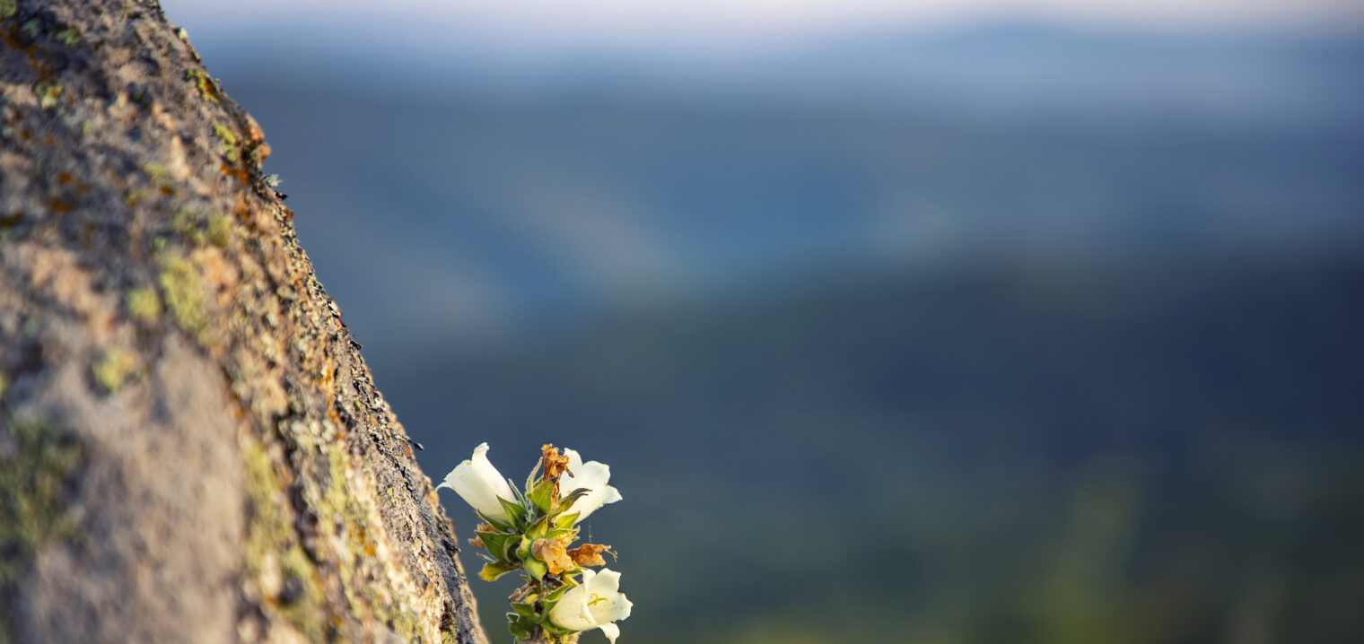 resilience at work